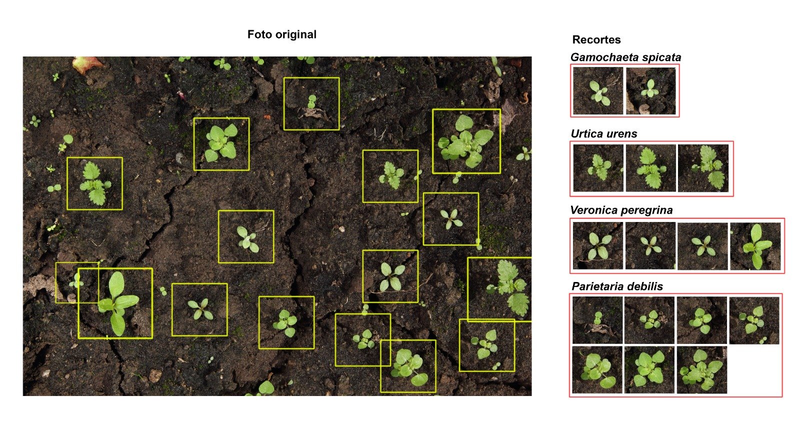 Sample annotation tool view with labeled weeds