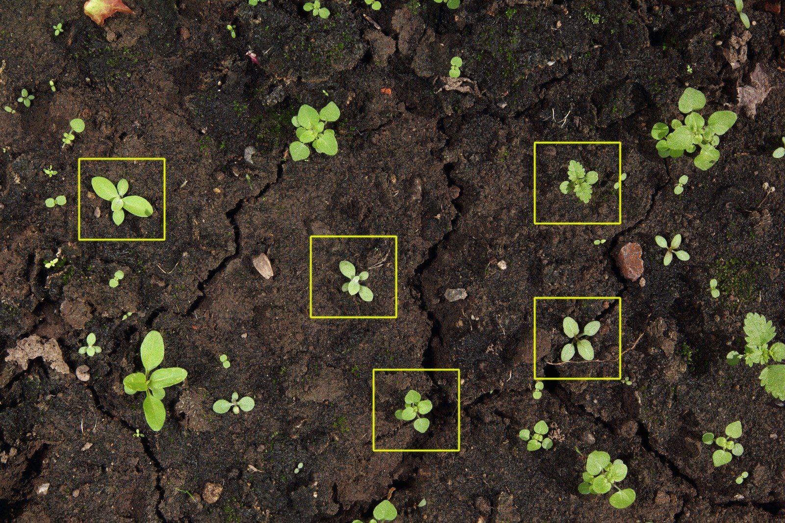 Sample field image with weeds annotated
